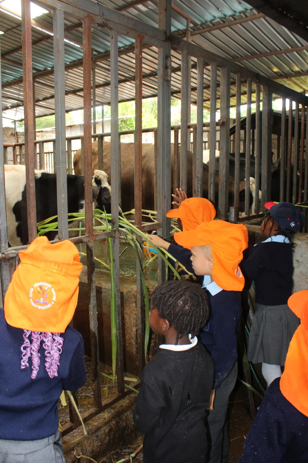 Farm visit and animal care at Avecina International School